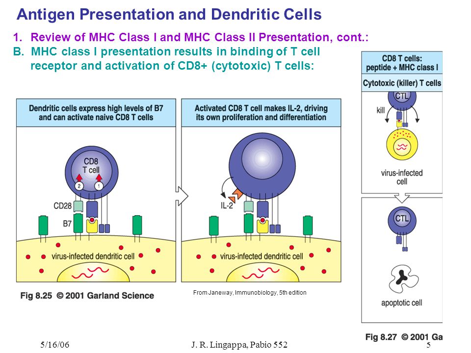 antigen presentation and dendritic cells
