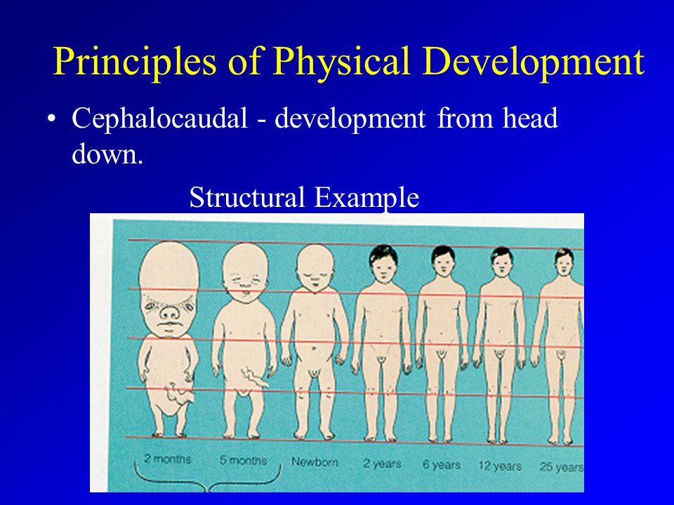 Principles of Physical Development