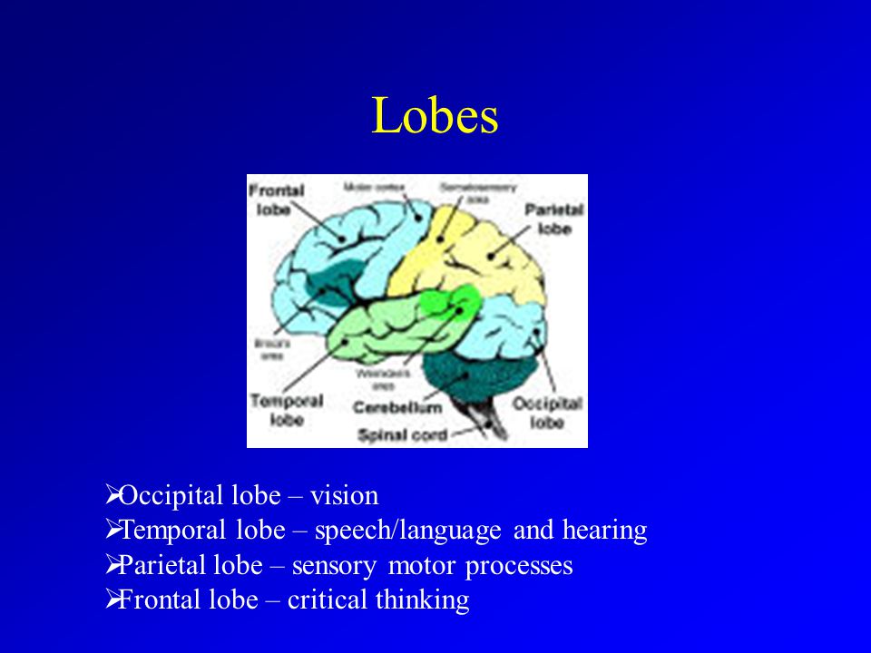 Lobes Occipital lobe – vision