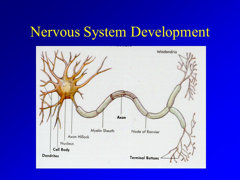 Nervous System Development