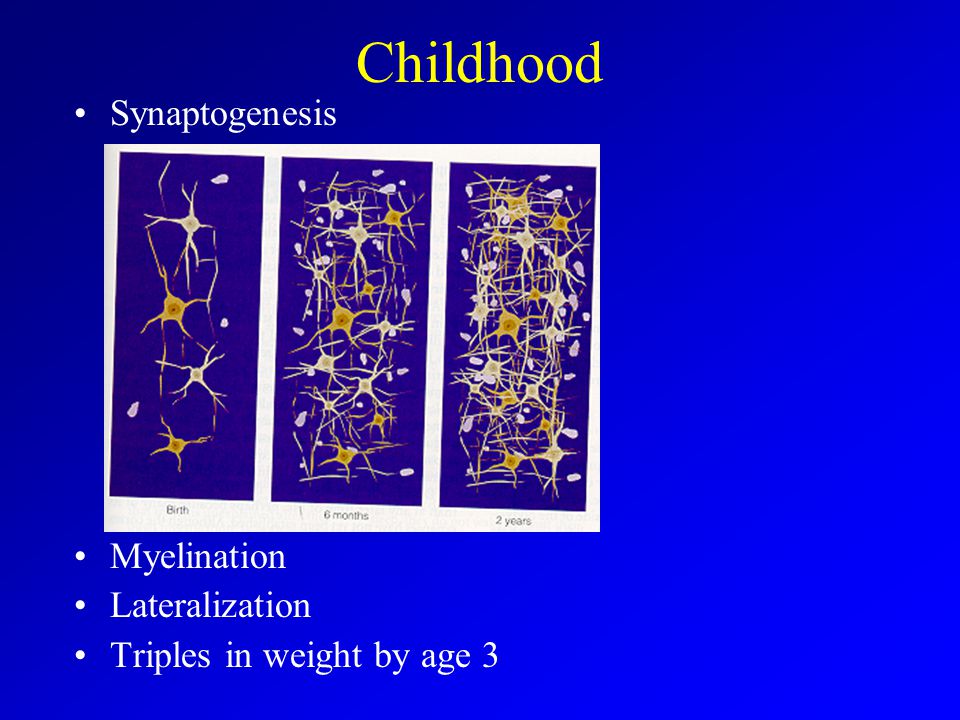 Childhood Synaptogenesis Myelination Lateralization