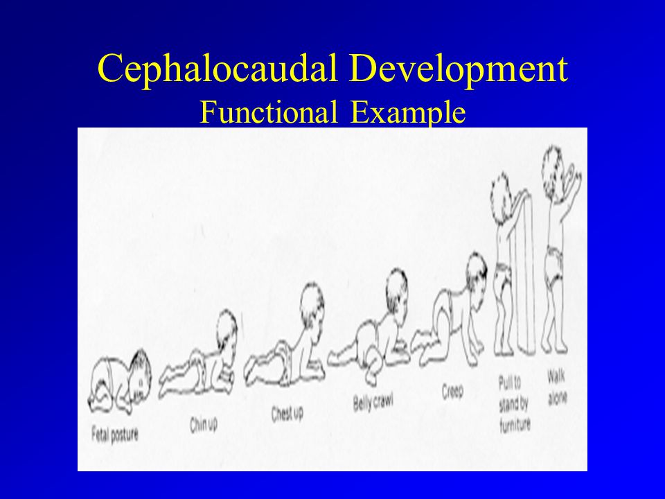 Cephalocaudal Development Functional Example