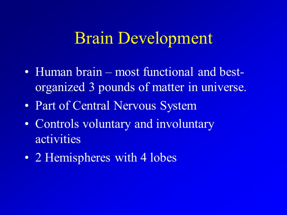 Brain Development Human brain – most functional and best-organized 3 pounds of matter in universe. Part of Central Nervous System.