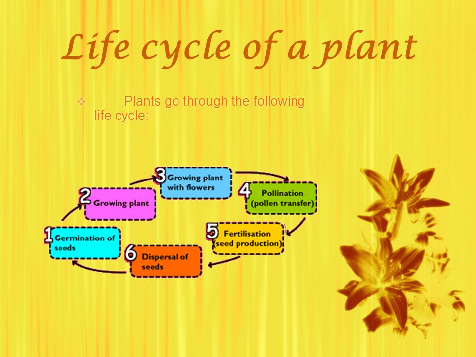 Life cycle of a plant Plants go through the following life cycle:
