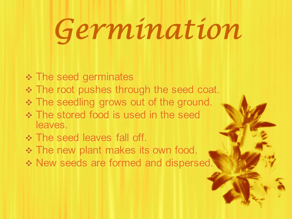 Germination The seed germinates The root pushes through the seed coat.