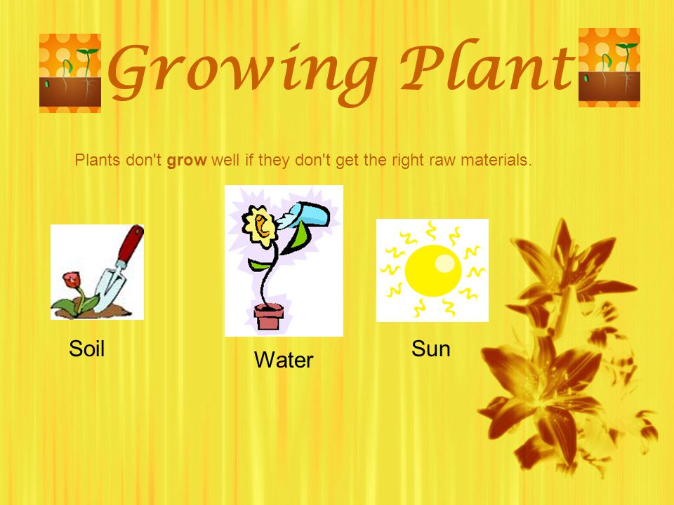 Growing Plant Soil Sun Water
