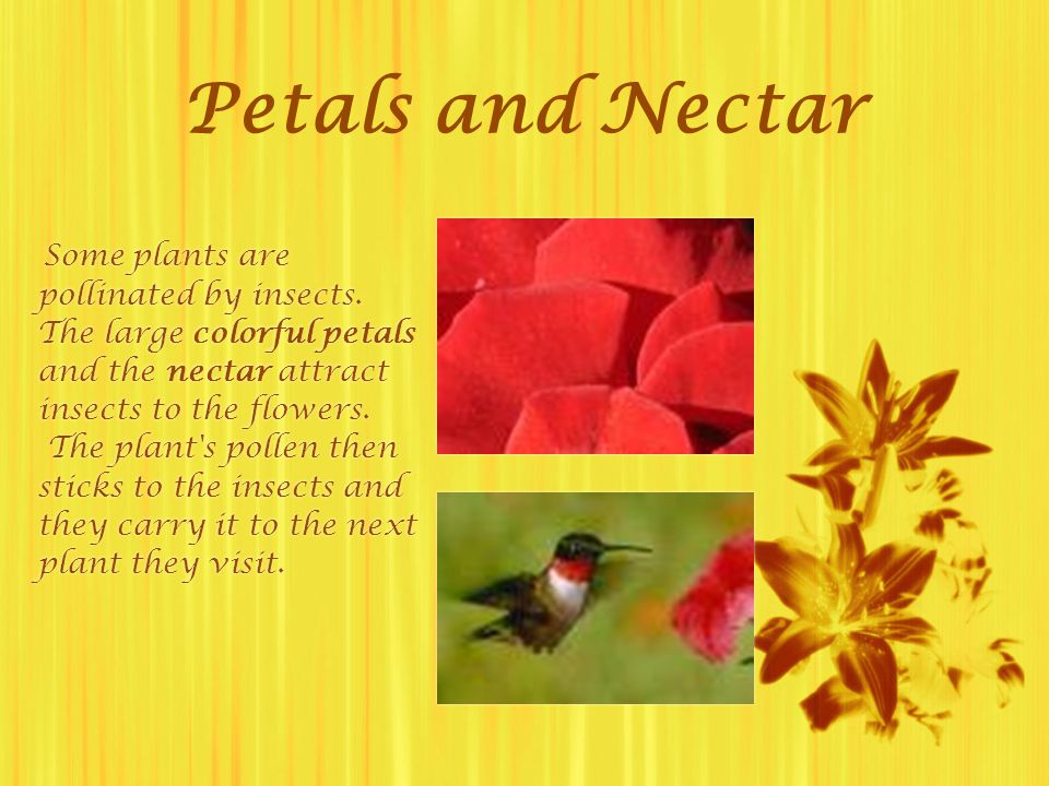 Petals and Nectar pollinated by insects. The large colorful petals