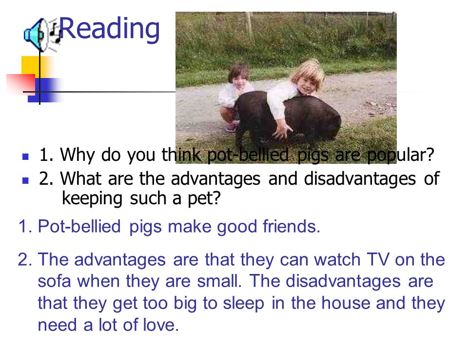 Reading 1. Why do you think pot-bellied pigs are popular