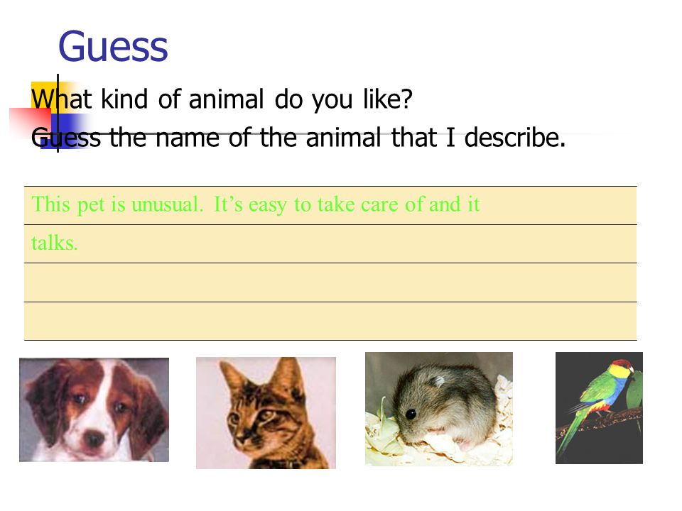 Guess What kind of animal do you like