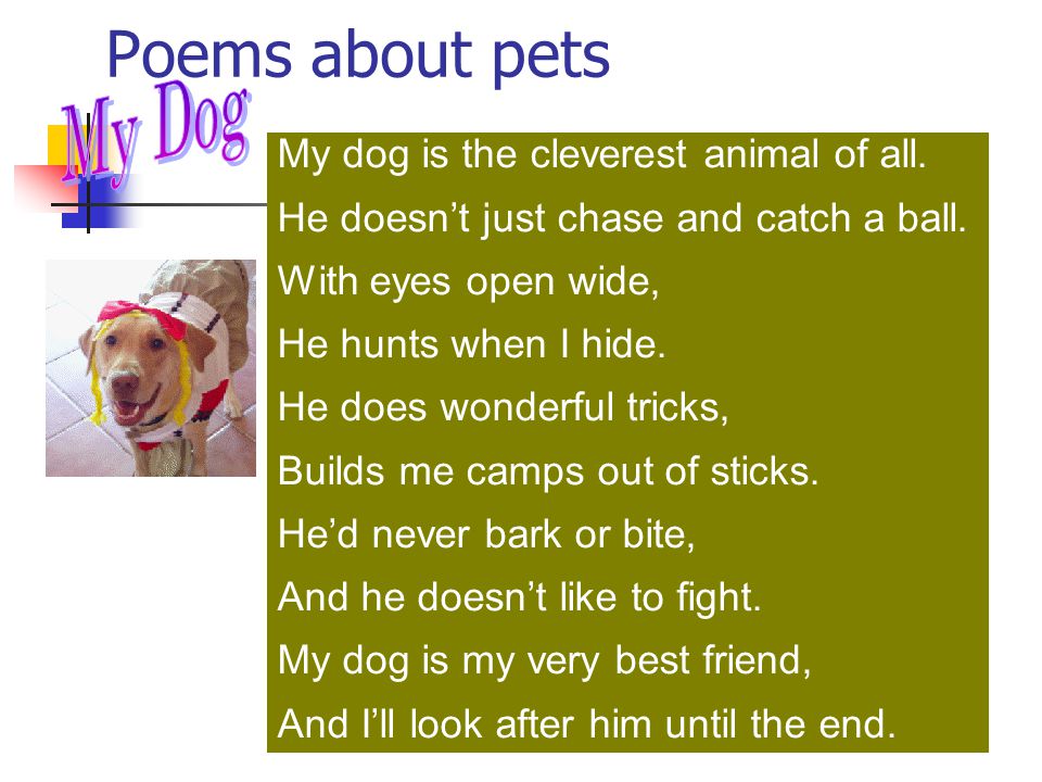 Poems about pets My Dog My dog is the cleverest animal of all.