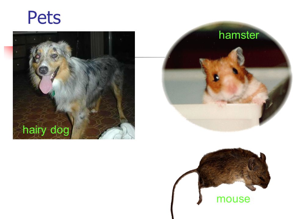 Pets hamster hairy dog Do you like a pet