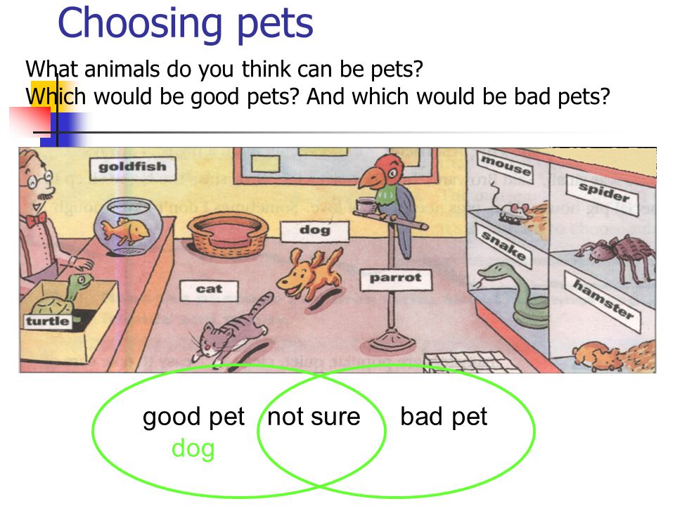 Choosing pets good pet not sure dog