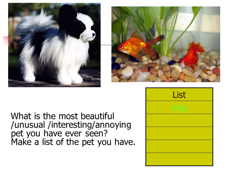 List dog. What is the most beautiful /unusual /interesting/annoying pet you have ever seen.