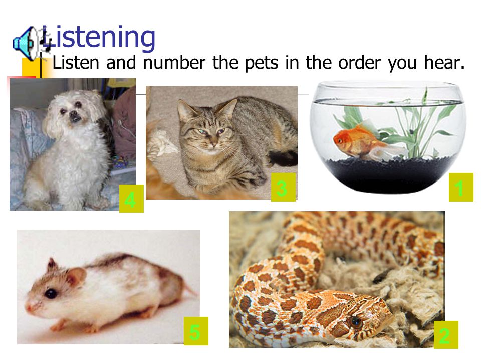 Listening Listen and number the pets in the order you hear