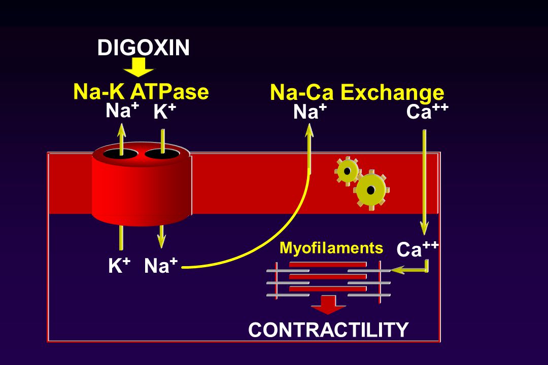 DIGOXIN Na-K ATPase Na-Ca Exchange