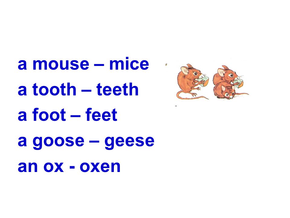a mouse – mice a tooth – teeth a foot – feet a goose – geese an ox - oxen