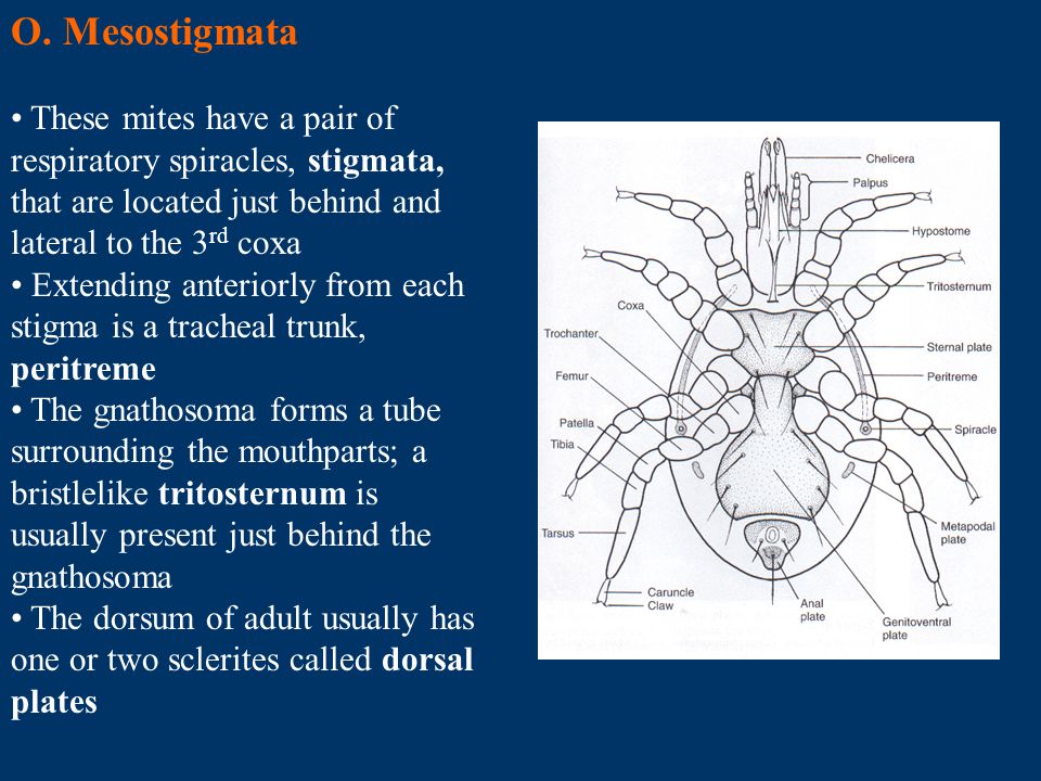 O. Mesostigmata These mites have a pair of respiratory spiracles, stigmata, that are located just behind and lateral to the 3rd coxa.
