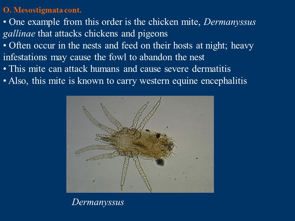 This mite can attack humans and cause severe dermatitis