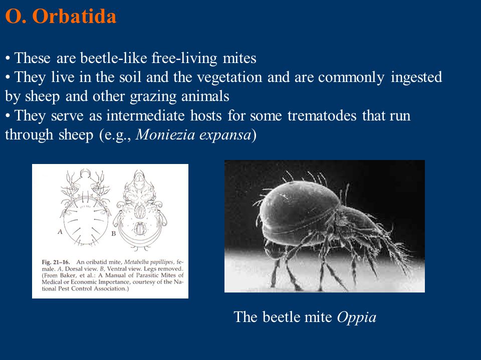 O. Orbatida These are beetle-like free-living mites