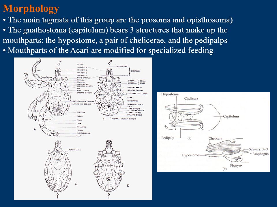 Morphology The main tagmata of this group are the prosoma and opisthosoma)