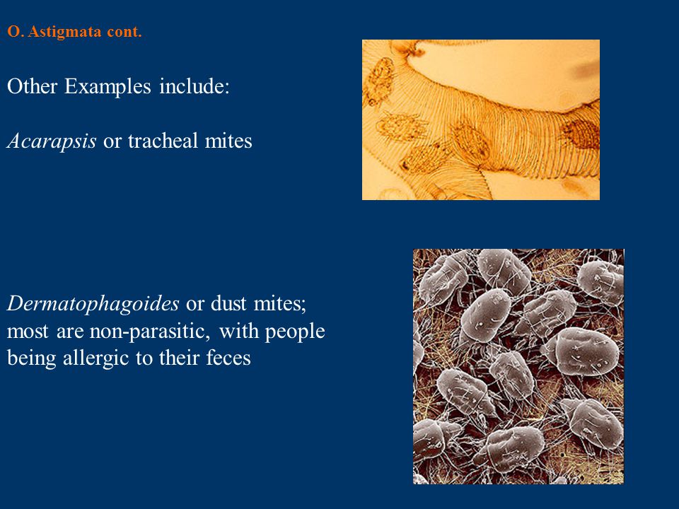Other Examples include: Acarapsis or tracheal mites