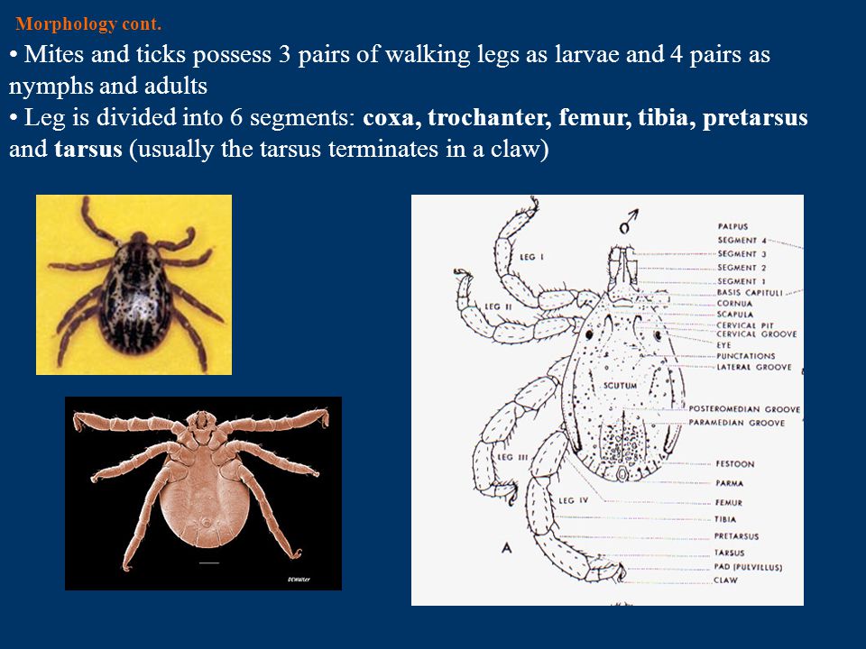 Morphology cont. Mites and ticks possess 3 pairs of walking legs as larvae and 4 pairs as nymphs and adults.