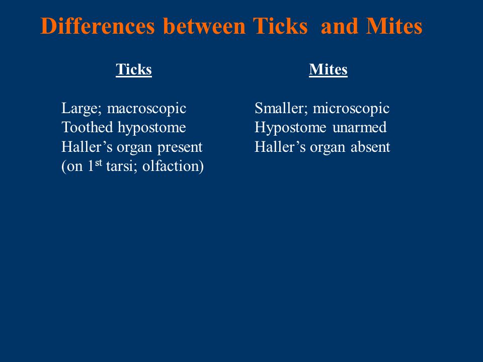 Differences between Ticks and Mites
