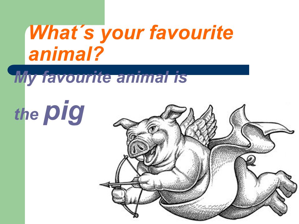 What´s your favourite animal