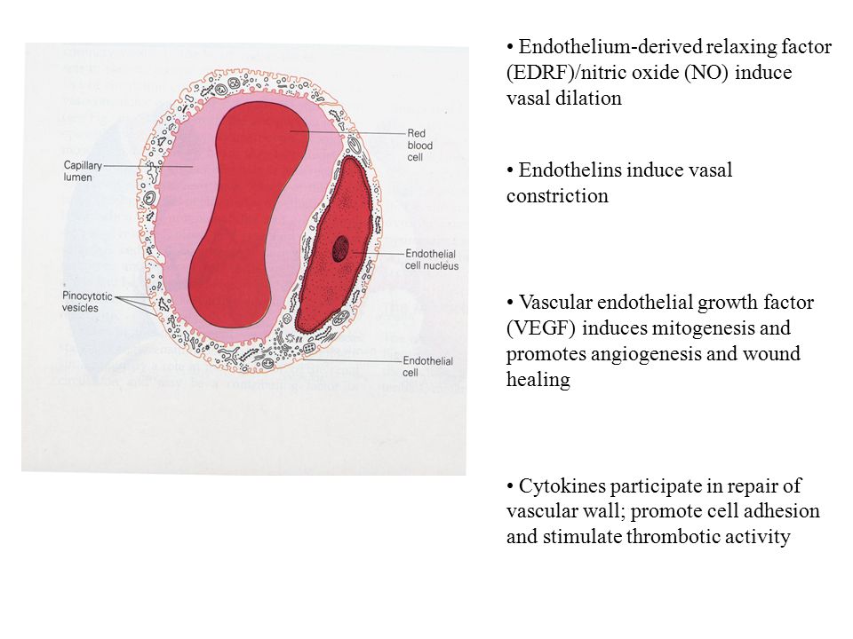Endothelium-derived relaxing factor (EDRF)/nitric oxide (NO) induce vasal dilation
