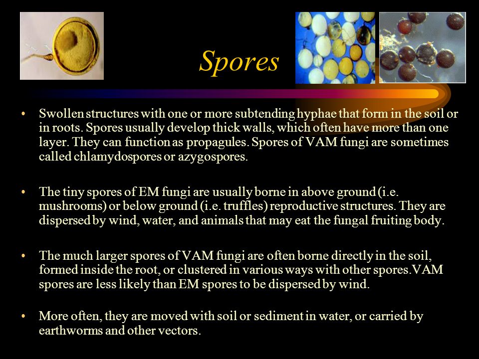 azygos, what is mycorrhiza?