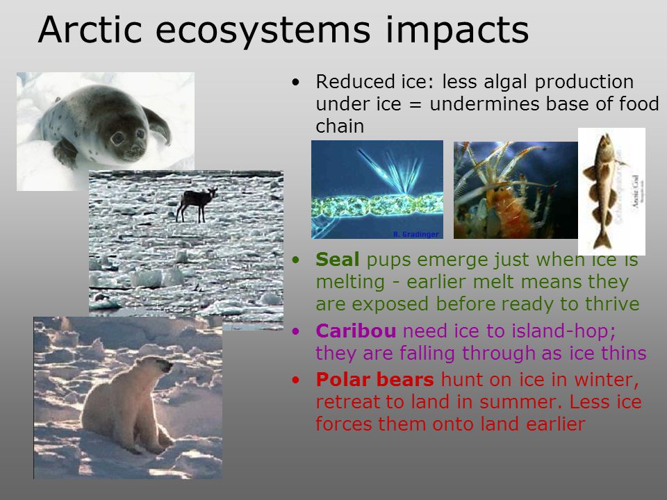 Arctic ecosystems impacts