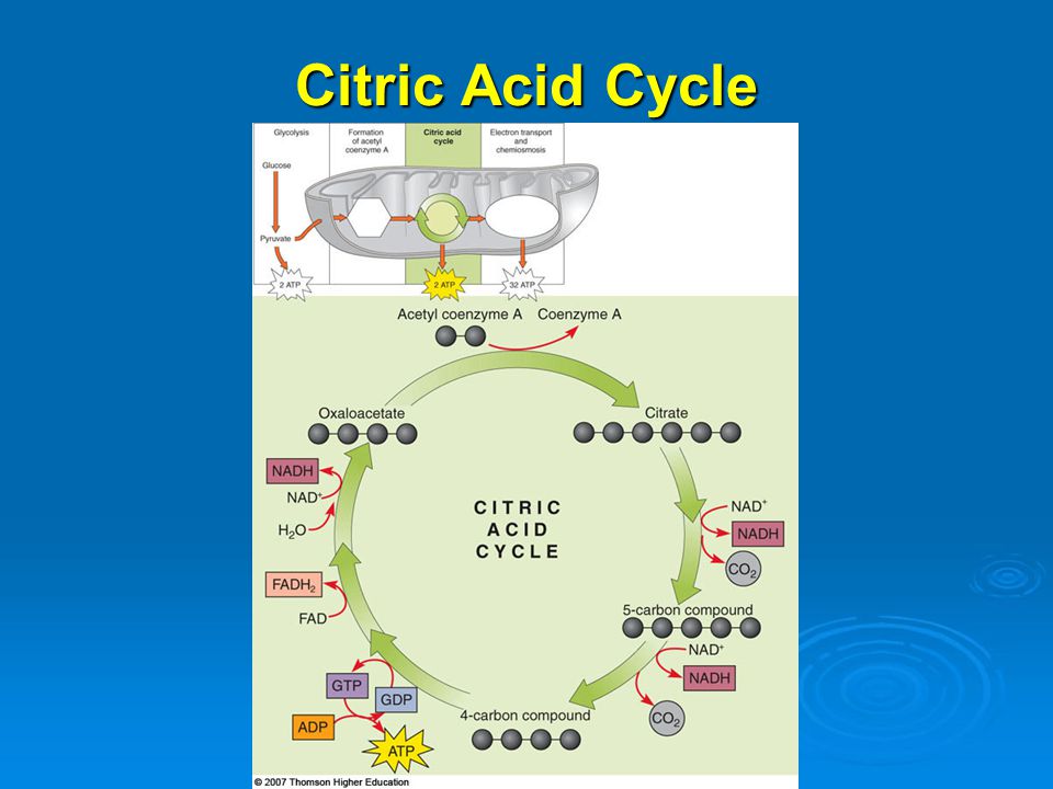 citric acid cycle,itsy bitsy citric acid cycle 1 acetyl coa enters cycle 2 c enter as acetyl