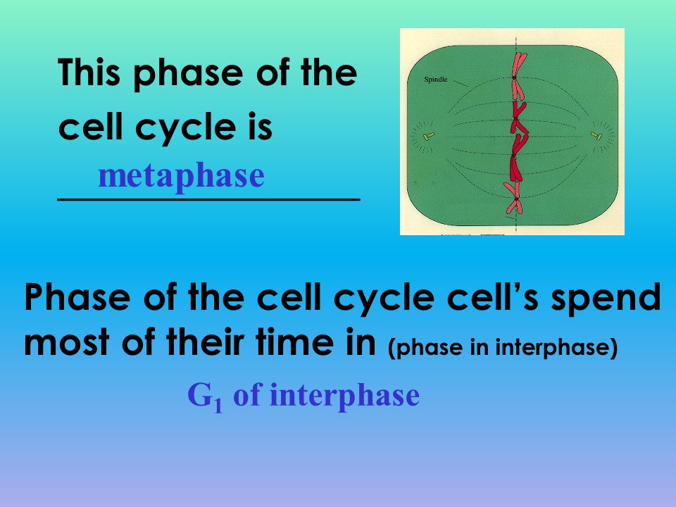 Phase of the cell cycle cell’s spend