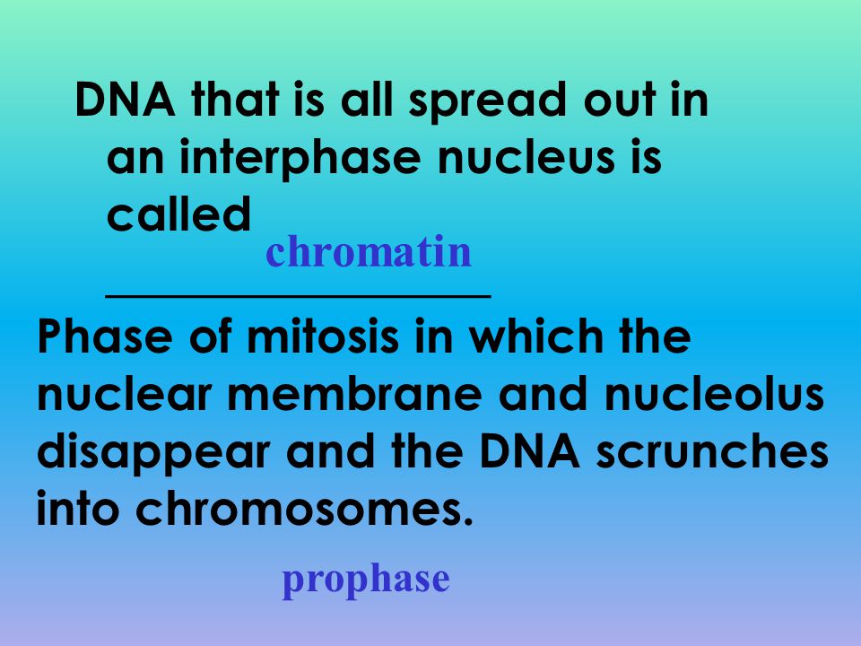 DNA that is all spread out in an interphase nucleus is called ________________