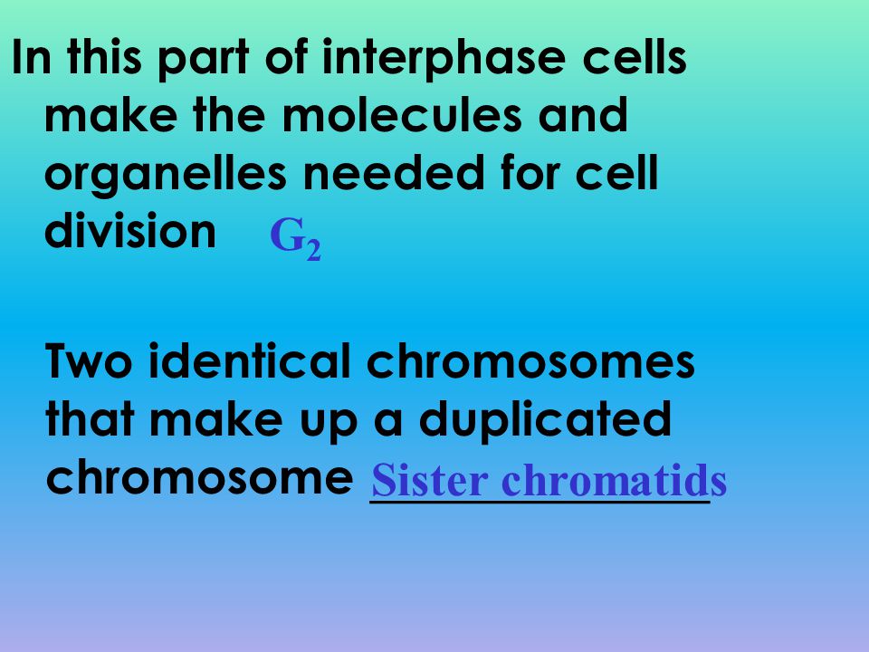 In this part of interphase cells make the molecules and organelles needed for cell division