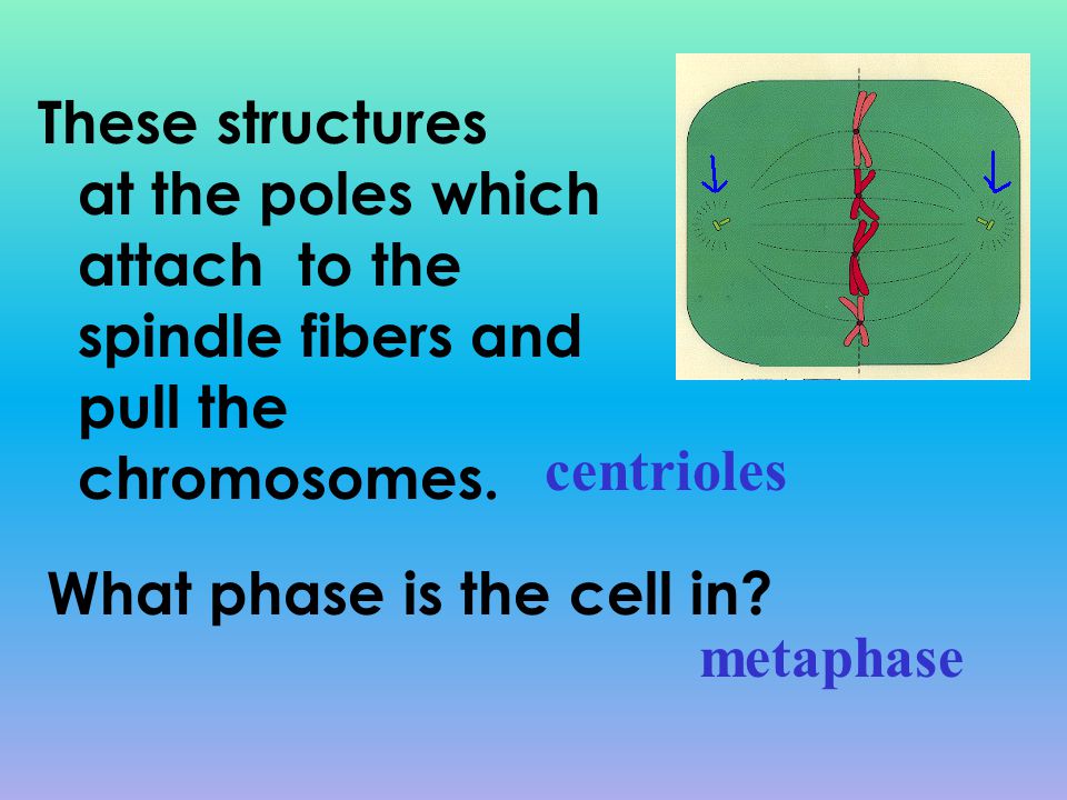 These structures at the poles which attach to the spindle fibers and pull the chromosomes.