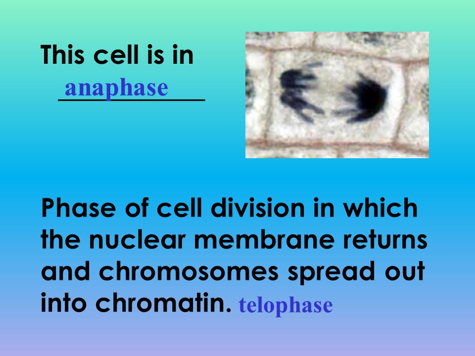 This cell is in ___________ anaphase