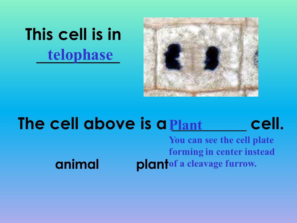 This cell is in __________ telophase