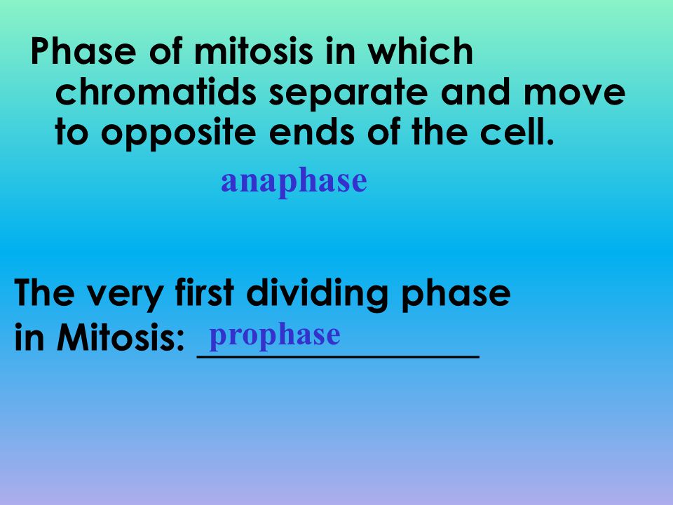 The very first dividing phase in Mitosis: _______________
