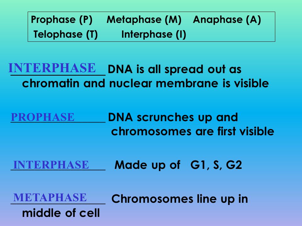 Prophase (P) Metaphase (M) Anaphase (A)