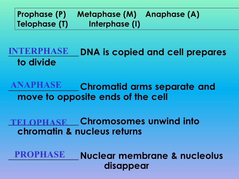 _______________ DNA is copied and cell prepares to divide