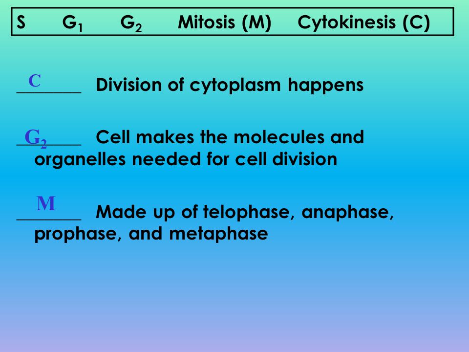 G2 M S G1 G2 Mitosis (M) Cytokinesis (C) C