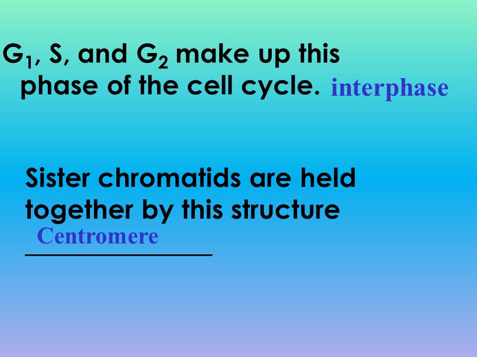 G1, S, and G2 make up this phase of the cell cycle. interphase