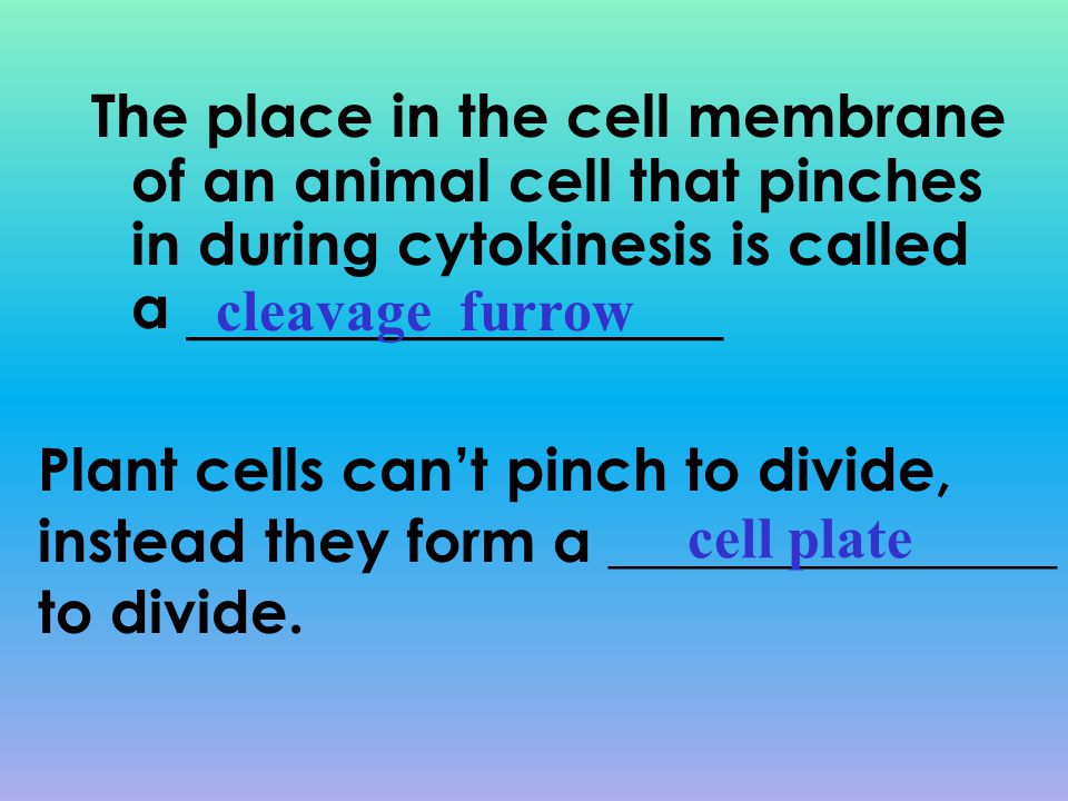The place in the cell membrane of an animal cell that pinches in during cytokinesis is called a __________________