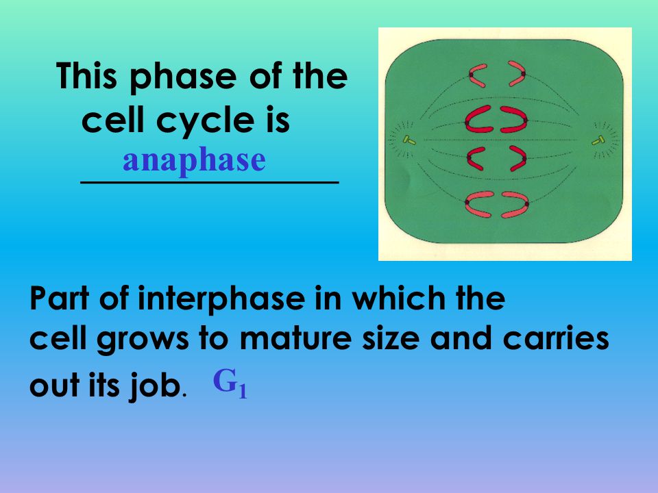 This phase of the cell cycle is ______________