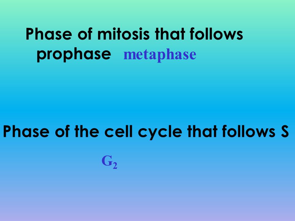 Phase of mitosis that follows prophase metaphase