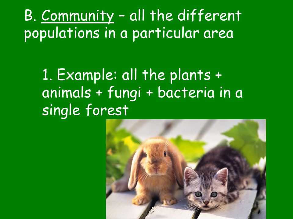B. Community – all the different populations in a particular area