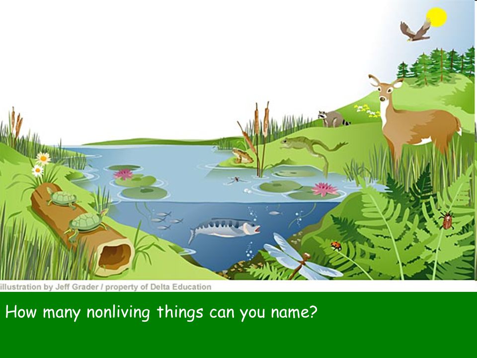 How many nonliving things can you name