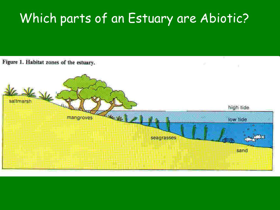 Which parts of an Estuary are Abiotic