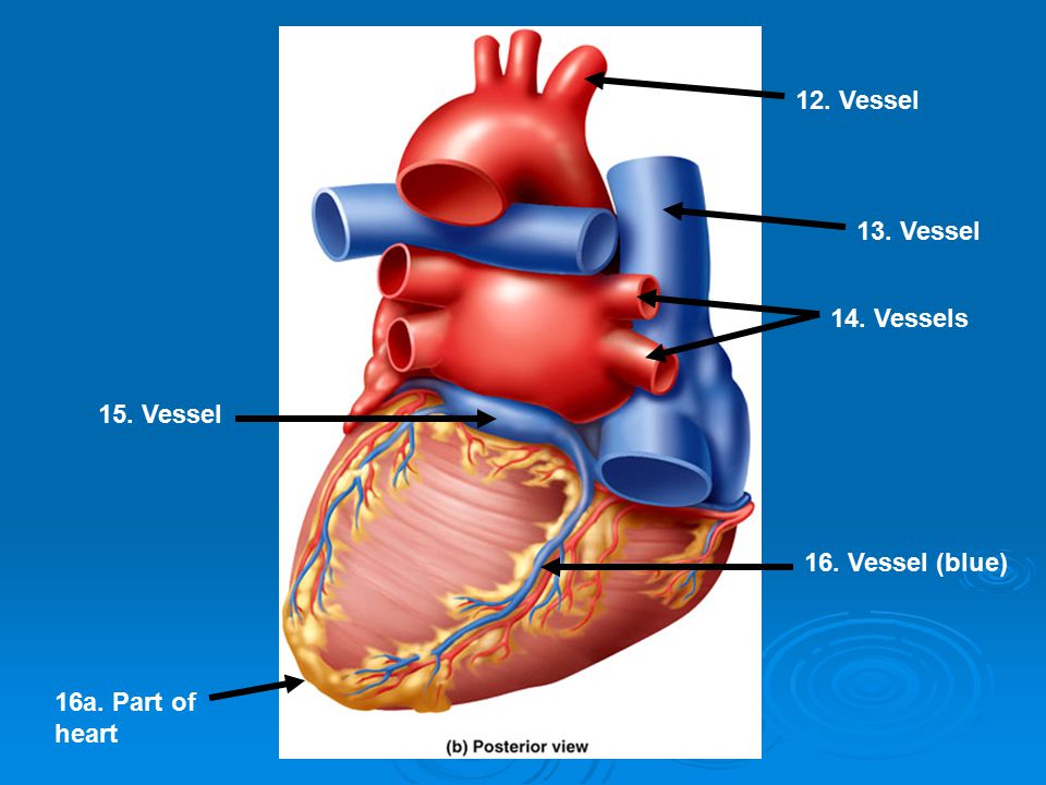 12. Vessel 13. Vessel 14. Vessels 15. Vessel 16. Vessel (blue) 16a. Part of heart